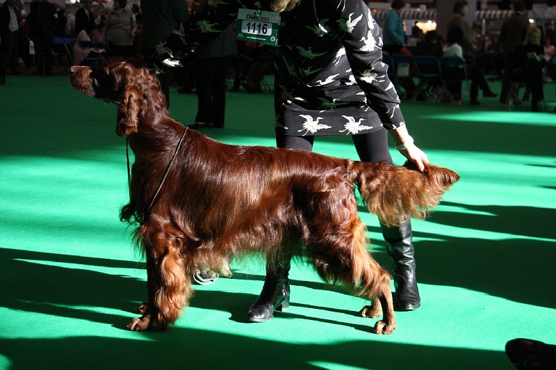 Crufts2011 091.jpg